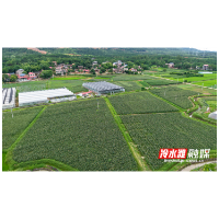 永州冷水滩：鲜食玉米喜丰收 田间玉穗奏丰歌