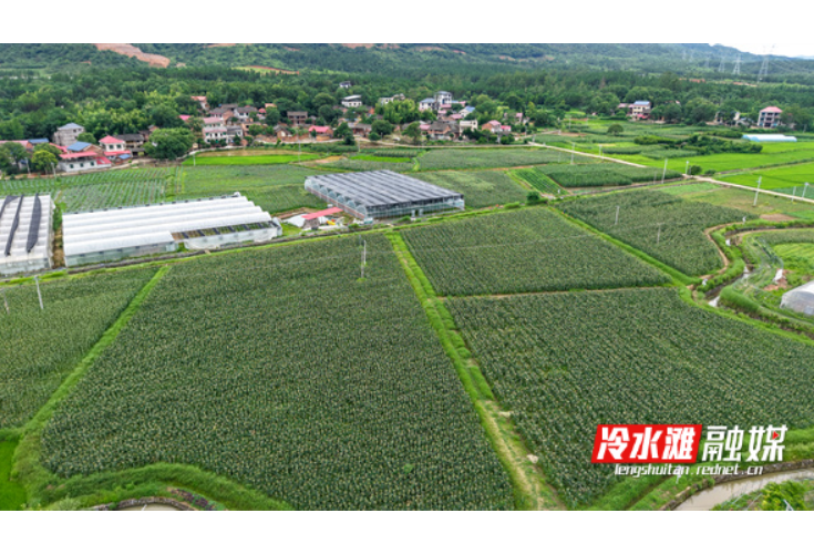 永州冷水滩：鲜食玉米喜丰收 田间玉穗奏丰歌