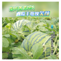 视频丨冷水滩伊塘镇西瓜丰收映笑颜