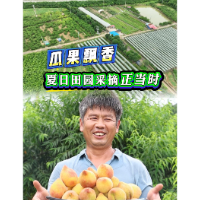 视频丨瓜果飘香 夏日田园采摘正当时