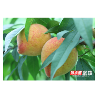 永州冷水滩：蔬果迎丰收 农园采摘忙