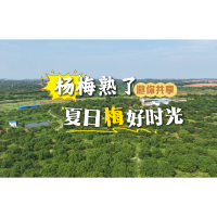 视频丨杨梅熟了 邀你共享夏日“梅”好时光
