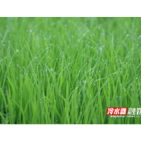 永州冷水滩：育秧工厂忙 晚稻耕种加速