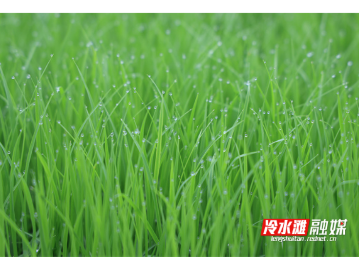 永州冷水滩：育秧工厂忙 晚稻耕种加速