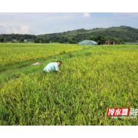 冷水滩：气象科技助力抢收忙 精准服务护航早稻归仓路