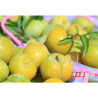 永州冷水滩：“金果”满枝头 蜂糖李“甜蜜”上市
