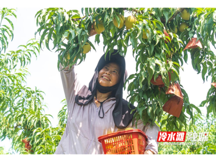 永州冷水滩：黄桃丰收果农乐 农旅融合促振兴
