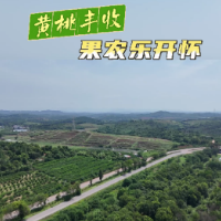 视频丨黄桃丰收 果农乐开怀