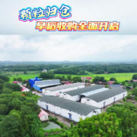 视频丨颗粒归仓 早稻收购全面开启