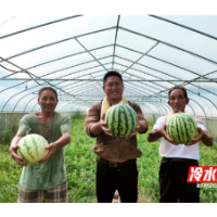 冷水滩：西瓜丰收甜 产业富乡邻