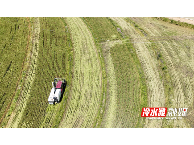永州冷水滩23.9万亩早稻丰收