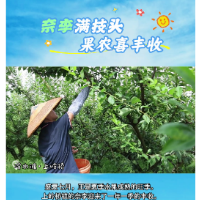 视频丨奈李满枝头 果农喜丰收