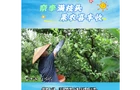 视频丨奈李满枝头 果农喜丰收