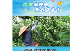 视频丨奈李满枝头 果农喜丰收