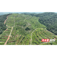 筑梦“湘”村｜五福亭村：槐米飘香富山村