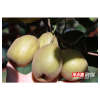 永州冷水滩：红心猕猴桃喜丰收 游客采摘正当时