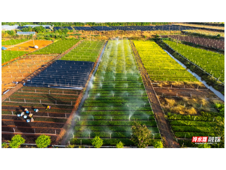 冷水滩：科技“润”苗 节水增收（组图）