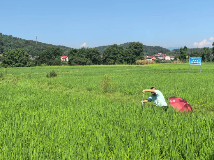 冷水滩农气专家田间送“凉方”为秋粮稳产抗高温