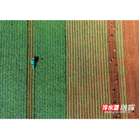 永州冷水滩：红薯抢“鲜”上市 规模种植促增收