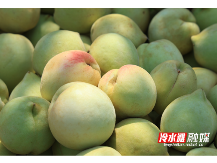 永州冷水滩：千亩青桃迎丰收 脆蜜鲜果抢“鲜”上市