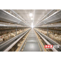 永州冷水滩蛋鸡住进“智能别墅”