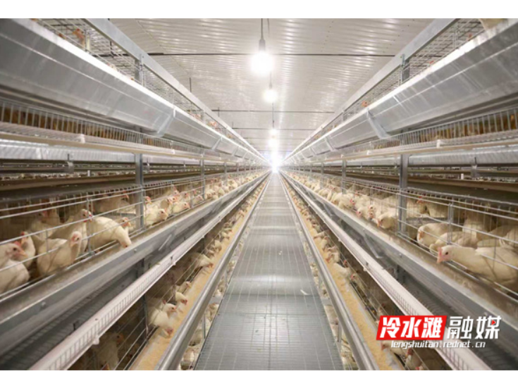 永州冷水滩蛋鸡住进“智能别墅”