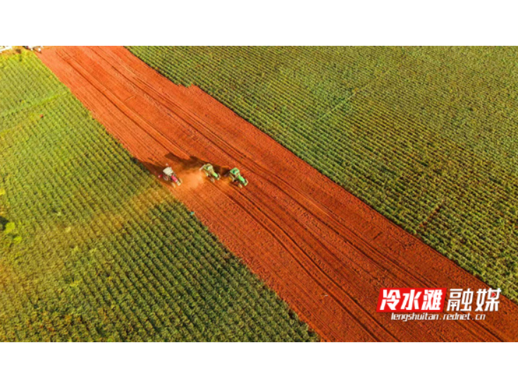 永州冷水滩推广农作物“接茬轮作”种植