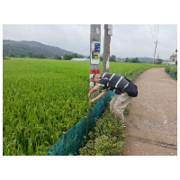 冷水滩:田间把脉精准施策 护航晚稻齐穗保秋粮