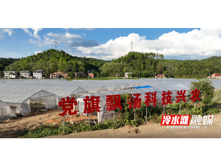 永州冷水滩：秋种忙植辣椒苗 科学轮作促增收