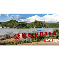 永州冷水滩：秋种忙植辣椒苗 科学轮作促增收