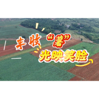 视频丨丰收“薯 ”光映笑脸
