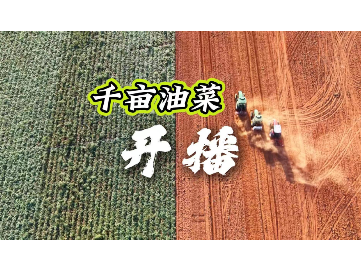 视频丨冷水滩：千亩油菜开播