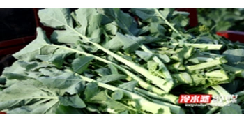 守护 “菜篮子” 永州冷水滩冬菜丰收产销旺