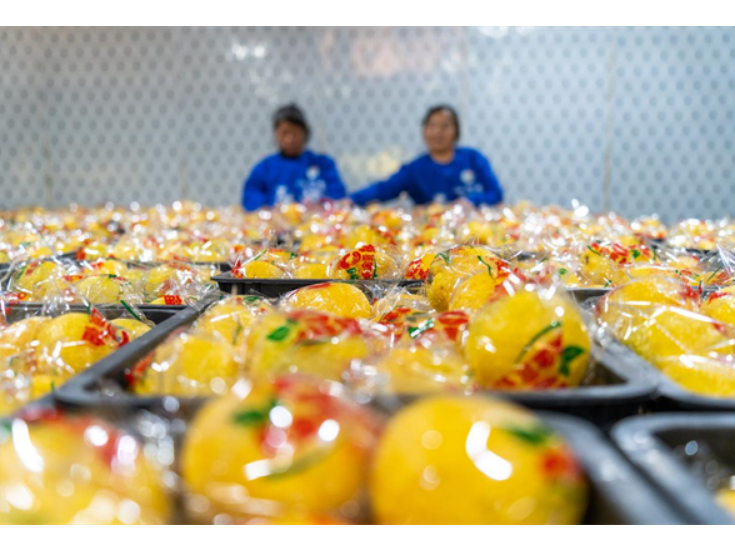 永州冷水滩：荒山变“金山” 黄金贡柚迎丰收