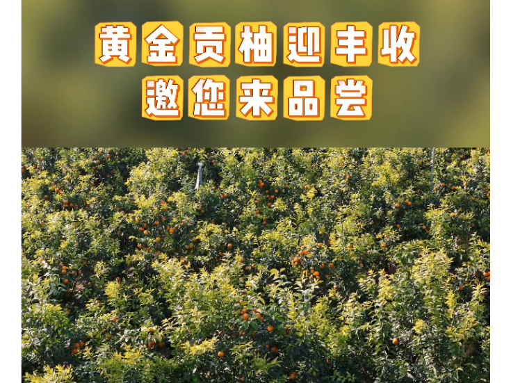视频丨冷水滩：黄金贡柚迎丰收 邀您来品尝