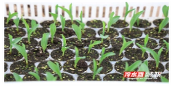 冷水滩：早春鲜食玉米种植忙