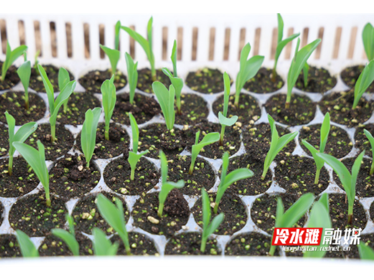 冷水滩：早春鲜食玉米种植忙