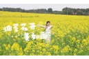 油菜花开美如画