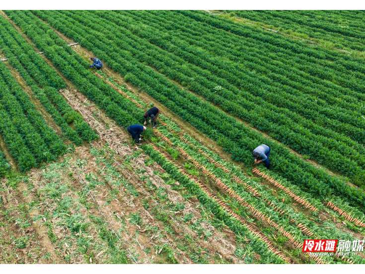 永州冷水滩：春日农事忙 胡萝卜丰收促农增收