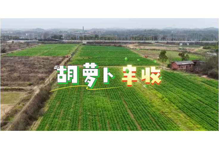 视频丨冷水滩：胡萝卜丰收