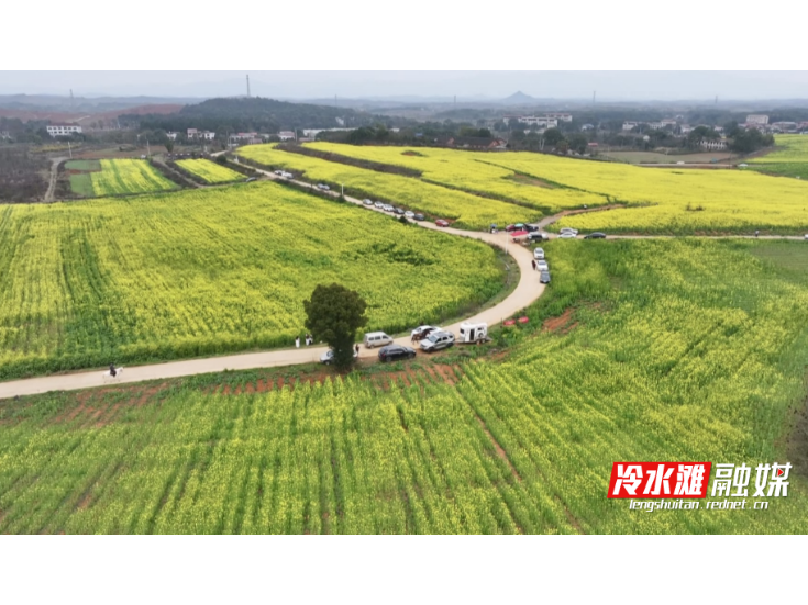 永州冷水滩：油菜花开美如画 春日盛景引客来