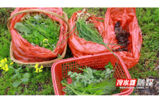 冷水滩：田间春滋味