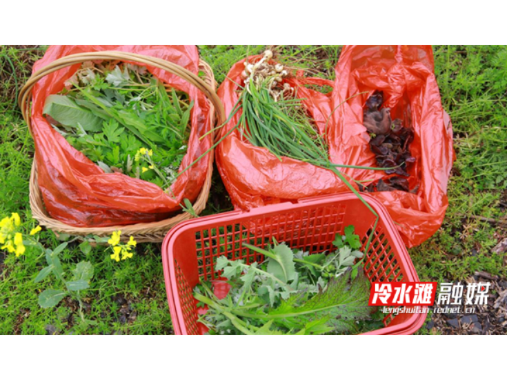 永州冷水滩：田间采撷春滋味 巧手捏出野菜粑