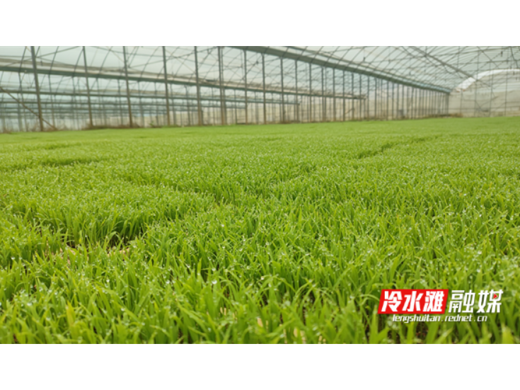 冷水滩智能工厂化育秧“提速”
