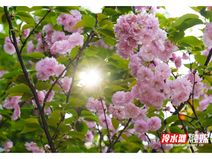 永州冷水滩：晚樱盛放 邂逅春日限定美景（组图）