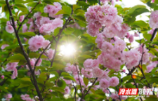 冷水滩：晚樱盛放