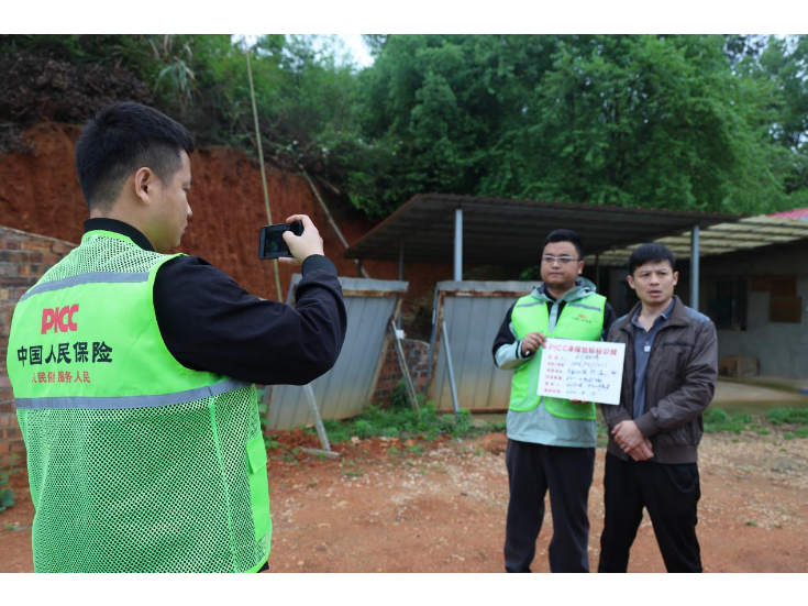 冷水滩科技赋能生猪保险 快理赔筑牢产业防线