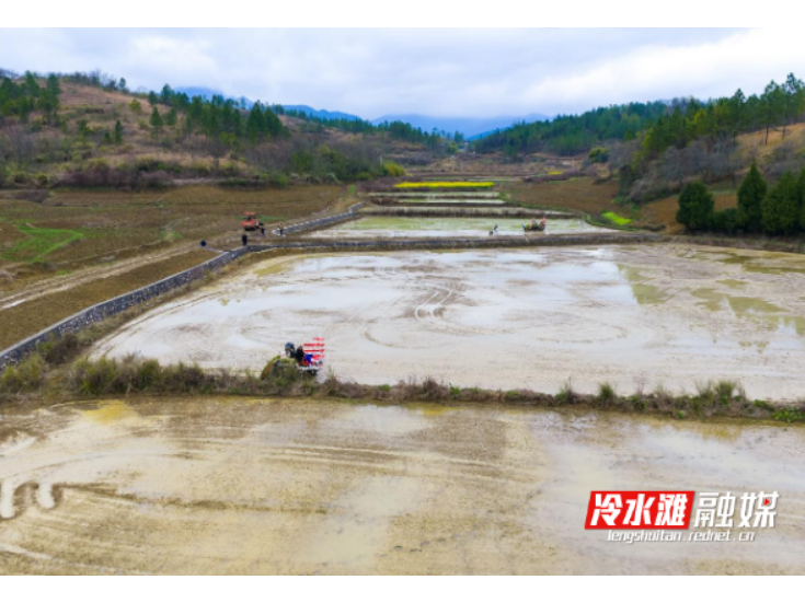 永州冷水滩：早稻插秧忙 田间披“新绿”