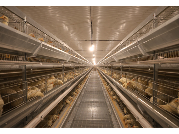 永州冷水滩蛋鸡住进“智能别墅” 成富民新引擎