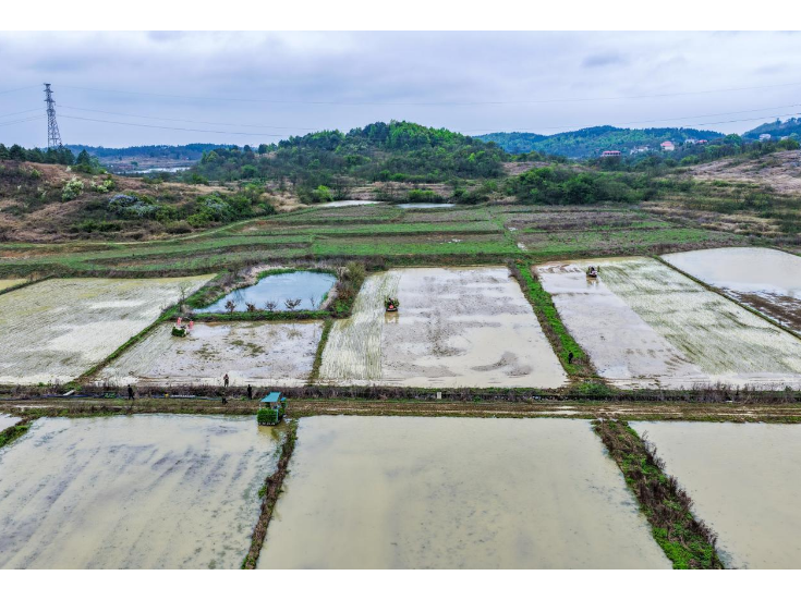 永州冷水滩：农机“唱主角” 早稻春插跑出“加速度”